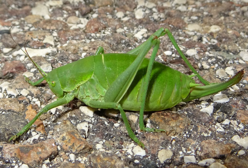 Polysarcus denticauda - Phaneropteridae